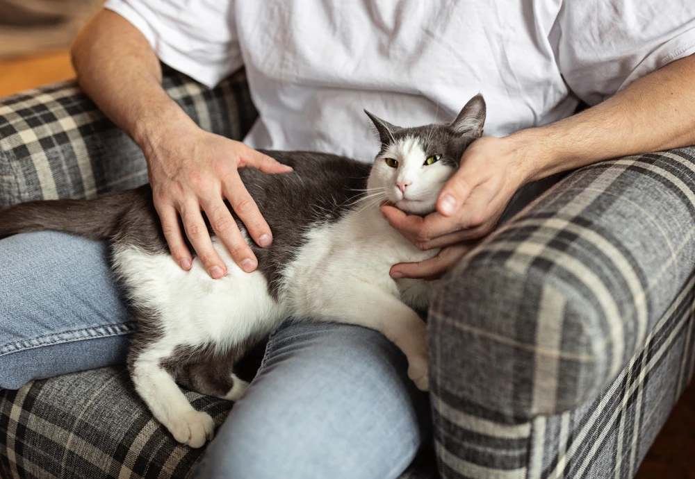 pet camera for cats